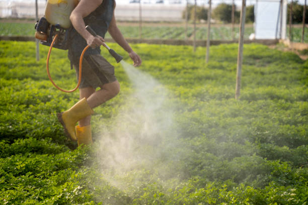 Best Emergency Pest Control  in Willows, CA