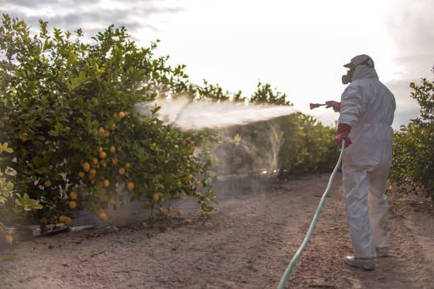 Best Mosquito Control Services  in Willows, CA