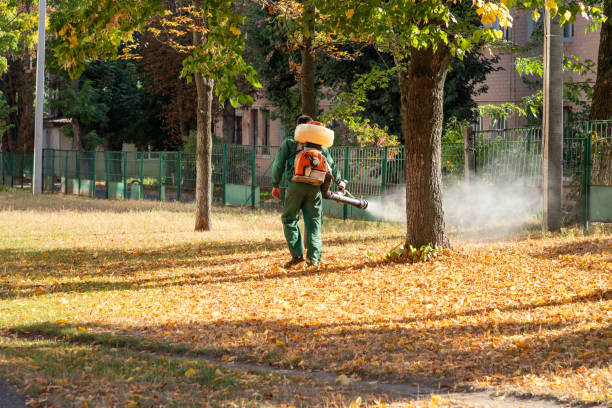 Best Termite Control Services  in Willows, CA
